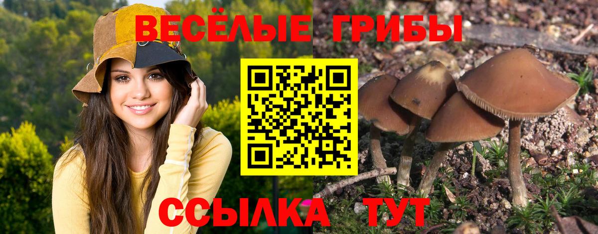 Армавир  Псилоцибиновые грибы GOLDEN TEACHER  Вход с VPN  Псилоцибиновые грибы GOLDEN TEACHER 